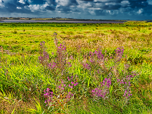 포토 JPG 해외이미지 식물 계절 꽃잎 꽃 분홍색 꽃무늬 밭 자연 풍경 사람없음 야외 초록색 여름 햇빛 귀여움 보라색 들꽃 벚꽃 개화 자주색 허브 즐거움 내추럴 해외포토 감정 컬러 컨셉 무늬 농업 태양 생태계 파일형식 이미지허브