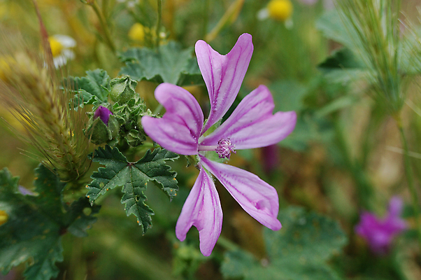 포토 JPG 해외이미지 식물 계절 꽃잎 꽃 백그라운드 잎 밭 자연 날씨 해바라기 사람없음 야외 초록색 햇빛 태양 노란색 환경 봄 성장 벚꽃 신선 개화 황금 꽃집 환경보전 원예 데이지 향기 냄새 꽃가루 해외포토 자연요소 컬러 농업 취미 상점 가루 사회이슈 생태계 파일형식 이미지허브