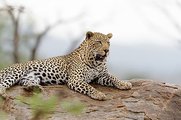 포토 JPG 해외이미지 주간 한마리 응시 야생동물 자연 사람없음 야외 아웃포커스 눕기 맹수 표범 남아프리카 보츠와나 해외포토 자연요소 동물 1 시선 포유류 모션 아프리카 촬영기법 생태계 파일형식 이미지허브