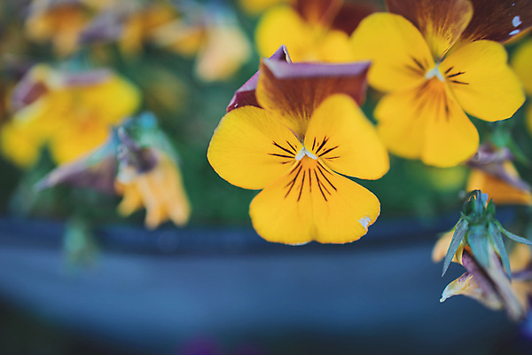 포토 JPG 해외이미지 식물 계절 꽃잎 꽃 백그라운드 꽃무늬 자연 사람없음 야외 컬러풀 정원 봄 벚꽃 개화 내추럴 해외포토 컬러 무늬 생태계 파일형식 이미지허브