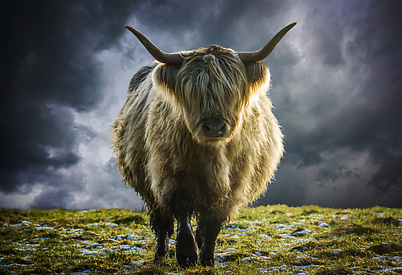 포토 JPG 해외이미지 동물 계절 유럽 얼굴 겨울 밭 농업 포유류 하늘 털 뿔 육류 풍경 사람없음 태양 농장 머리 걷기 가축 시골 황무지 소 방목 황소 산악지대 땅바닥 밭일 울퉁불퉁 폭풍우 스코틀랜드 해외포토 자연요소 나라 산업 식재료 모션 영국 산 바닥 신체부위 비_날씨 축산업 자연재해 파일형식 이미지허브