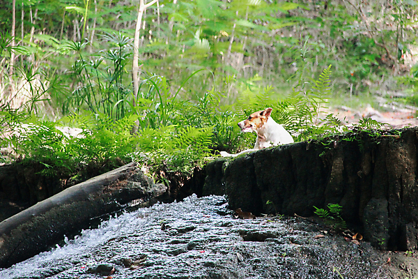 포토 JPG 해외이미지 나무 계절 공원 여행 잎 태국 자연 산 풍경 사람없음 야외 초록색 물 빛 강 여행객 평화 환경 봄 폭포 젖음 흐름 가을 신선 개울 숲 내추럴 전국 해외포토 자연요소 식물 공공시설 아시아 컬러 컨셉 사람 생태계 파일형식 이미지허브