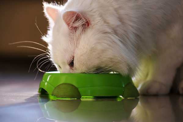 포토 JPG 해외이미지 동물 응시 음식 벽 백그라운드 오렌지 텍스트 포유류 벽돌 주택 앉기 사람없음 야외 건물 빨간색 초록색 파란색 반려동물 갈색 노란색 주방 검은색 고양이 흰색 기다림 사발 우아함 은색 솜털 노숙자 옛날 튀르키예 해외포토 건축물 시선 아시아 컬러 컨셉 과일 모션 사기그릇 파일형식 이미지허브