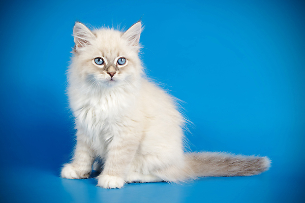 포토 JPG 해외이미지 한마리 사람없음 파란색 반려동물 고양이 네바마스커레이드 해외포토 동물 1 컬러 포유류 파일형식 이미지허브