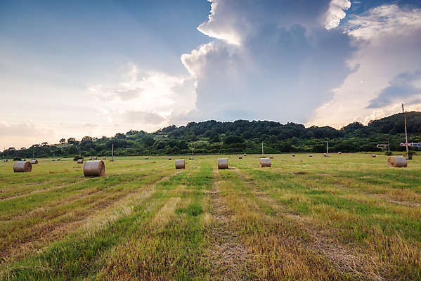 포토 JPG 해외이미지 식물 구름 밭 농업 자연 하늘 옥수수 풍경 사람없음 야외 여름 파란색 농작물 햇빛 태양 농장 농경지 노란색 일출 일몰 수확 가을 시골 원형 황금 볏짚 낟알 땅 두루마리 밀 보리 뭉치 밀짚 내추럴 밭일 호밀 수평선 해외포토 자연요소 도형 계절 산업 컬러 곡류 노을 짚 생태계 파일형식 이미지허브