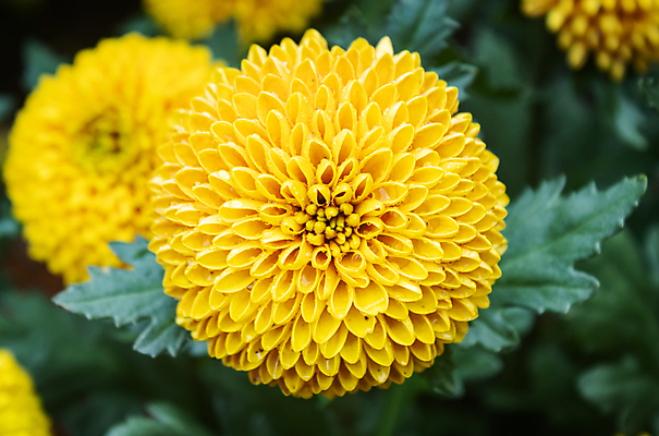 포토 JPG 해외이미지 식물 디자인 꽃잎 꽃 분홍색 꽃다발 잎 꽃무늬 패턴 자연 휴식 사람없음 장식 초록색 여름 컬러풀 귀여움 정원 보라색 봄 벚꽃 가을 흰색 신선 닫기 달콤 달리아 제비꽃 내추럴 해외포토 계절 컬러 컨셉 무늬 모션 맛 생태계 파일형식 이미지허브