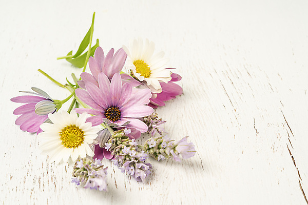 포토 JPG 해외이미지 식물 계절 꽃잎 꽃 분홍색 꽃다발 백그라운드 꽃무늬 자연 탁자 휴가 사람없음 목재 장식 초록색 여름 컬러풀 노란색 봄 활발 수확 벚꽃 흰색 인사 신선 신용카드 다발 책상 데이지 라벤더 내추럴 캐모마일 카피스페이스 어머니의날 해외포토 나무 기념일 컬러 가구 컨셉 무늬 농업 재료 금융 공백 예절 허브 생태계 미국문화 파일형식 이미지허브