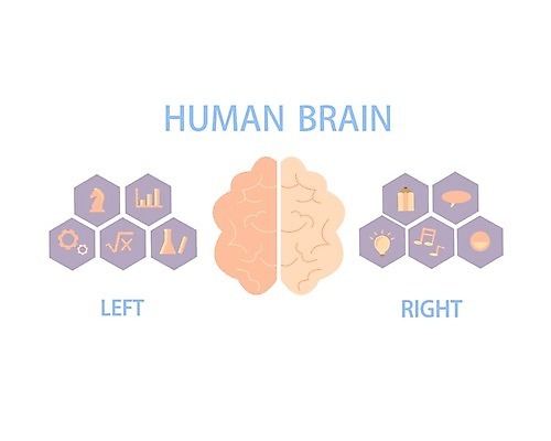 EPS 해외이미지 디자인 교육 감정 음악 과학 컨셉 생각 신체 일러스트 상상 손잡이 사람 머리 진료 계획 왼쪽 심볼 분석 사인 뇌 그림 평가 이해 제어 지능 진짜 프로세서 해외일러스트 의학 문화예술 신체부위 방향 파일형식 벡터 이미지허브