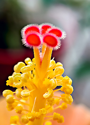 포토 JPG 해외이미지 식물 계절 꽃잎 꽃 줄기 분홍색 백그라운드 잎 꽃무늬 오렌지 자연 사람없음 빨간색 초록색 여름 컬러풀 노란색 정원 봄 벚꽃 신선 닫기 낟알 싱글 꽃가루 붓꽃 꿀 내추럴 고립 꽃수술 작살 히비스커스 해외포토 컬러 무늬 과일 모션 가루 생태계 파일형식 이미지허브