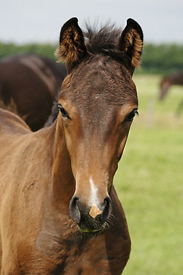 포토 JPG 해외이미지 동물 1 남자 밭 자연 친절 사람없음 야외 빛 태양 농장 갈색 머리 가축 봄 목장 미니어처 자유 아기 신생아 승마 싱글 갈기 내추럴 망아지 유래 해외포토 자연요소 계절 새끼 스포츠 컬러 컨셉 농업 사람 신체부위 모형 말_동물 생태계 파일형식 이미지허브