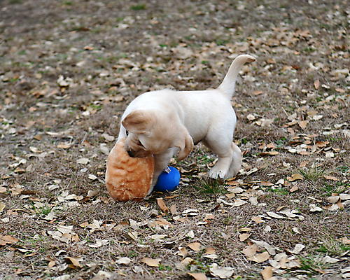 포토 JPG 해외이미지 가족 놀이 실험 사람없음 농장 개 리트리버 강아지 쓰레기 래브라도리트리버 혀 사냥개 언니 기르기 남동생 해외포토 농업 포유류 관계 반려동물 입 자매 동생 돌봄 파일형식 이미지허브
