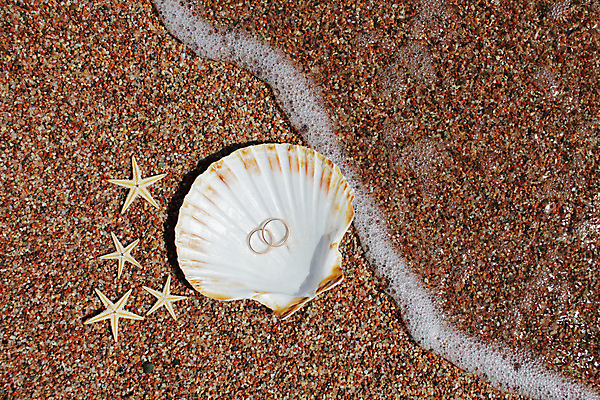 포토 JPG 해외이미지 주간 모래 불가사리 사람없음 야외 조개껍데기 결혼반지 해외포토 자연요소 결혼 조개 극피동물 반지 파일형식 이미지허브