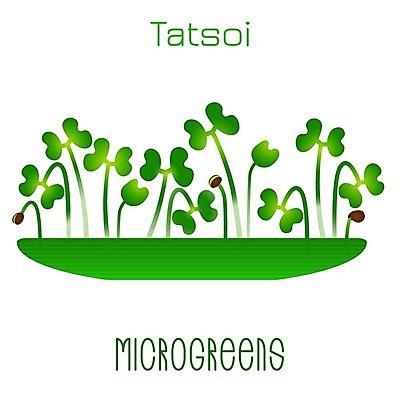 EPS 해외이미지 식물 잎 채소 일러스트 재료 자연 건강 씨앗 새싹 주방 봄 샐러드 성장 신선 에코 유기농 원예 날것 내추럴 모종 채식주의자 디톡스 비건 해외일러스트 웰빙 계절 음식 취미 환경 생태계 채식 파일형식 벡터 이미지허브