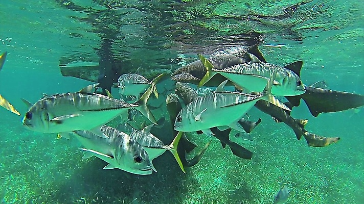포토 JPG 해외이미지 동물 야생동물 음식 바다 백그라운드 자연 낚시 생물 어류 사람없음 물 파란색 컬러풀 바닷속 수중 수영 거품 산호 만화 참치 해산물 지느러미 암초 멸종 내추럴 깊이 해외포토 자연요소 컬러 레저 수중동물 수상스포츠 자포동물 생태계 파일형식 이미지허브