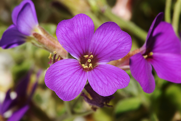 포토 JPG 해외이미지 나무 식물 구름 계절 꽃 꽃무늬 밭 농업 자연 하늘 풍경 사람없음 야외 초록색 여름 파란색 햇빛 태양 농장 노란색 정원 맑음 봄 벚꽃 흰색 시골 신선 숲 땅 허브 데이지 장면 내추럴 캐모마일 평야 해외포토 자연요소 산업 컬러 무늬 날씨 생태계 파일형식 이미지허브
