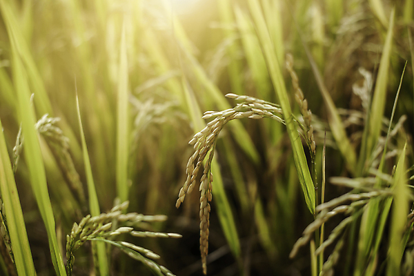 포토 JPG 해외이미지 식물 아시아 음식 잎 농업 태국 자연 하늘 아침 휴가 씨앗 동양인 풍경 경사 사람없음 초록색 농장 농경지 계곡 일몰 수확 성장 시골 신선 낟알 시리얼 유기농 논밭 밭일 숙성 해외포토 주간 웰빙 나라 산업 컬러 밭 논 인종 노을 생태계 파일형식 이미지허브
