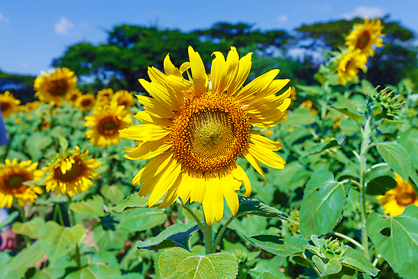 포토 JPG 해외이미지 식물 꽃 백그라운드 꽃무늬 밭 농업 자연 하늘 해바라기 풍경 사람없음 초록색 여름 파란색 농작물 농장 노란색 맑음 활발 성장 벚꽃 시골 해외포토 계절 산업 컬러 컨셉 무늬 날씨 생태계 파일형식 이미지허브