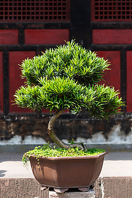 포토 JPG 해외이미지 모양 나무 식물 전통 디자인 아시아 문화 화초 선 벽 백그라운드 잎 자연 미술 동양인 취미 사람없음 목재 장식 빨간색 초록색 정원 일본 중국 미니어처 성장 흰색 나뭇가지 소나무 냄비 작음 원예 뿌리 상록수 분재 미니 옛날 해외포토 나라 컬러 재료 문화예술 인종 모형 솥 크기 생태계 파일형식 이미지허브