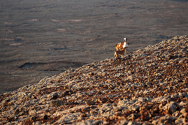 포토 JPG 해외이미지 동물 야생동물 여행 포유류 자연 염소 산 풍경 사람없음 야외 여름 사막 개 해외포토 계절 생태계 파일형식 이미지허브