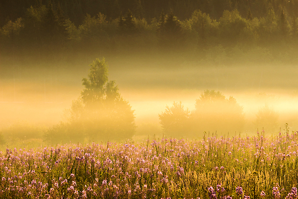 포토 JPG 해외이미지 나무 꽃 밭 자연 아침 함께함 풍경 사람없음 여름 노란색 일출 안개 가을 황금 숲 그림 러시아 해외포토 주간 식물 계절 유럽 컬러 컨셉 농업 날씨 노을 생태계 파일형식 이미지허브