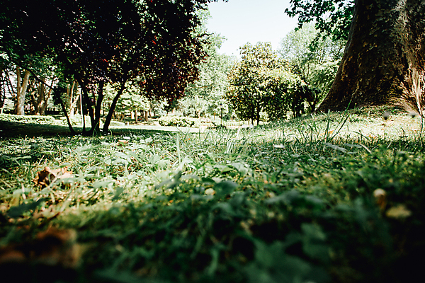 포토 JPG 해외이미지 주간 나무 자연 휴식 풍경 잔디 사람없음 야외 평화 숲속 울창 경관 해외포토 자연요소 식물 컨셉 숲 생태계 파일형식 이미지허브