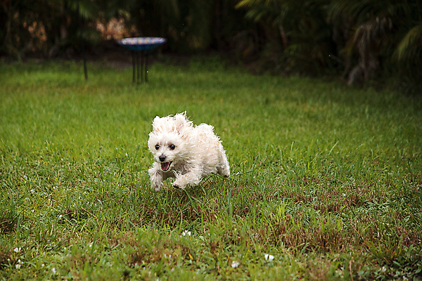 포토 JPG 해외이미지 동물 행복 자연 사람없음 반려동물 달리기 탐험 개 테리어 송곳니 해외포토 감정 포유류 모션 치아 생태계 파일형식 이미지허브