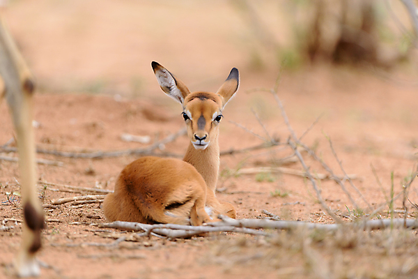 포토 JPG 해외이미지 동물 계절 공원 여자 남자 호수 야생동물 여행 포유류 아프리카 자연 초식동물 뿔 국립공원 풍경 사람없음 관광지 갈색 게임 입 황무지 사파리 귀 영양 케냐 가젤 마사이족 해외포토 공공시설 나라 컬러 놀이 사람 신체부위 생태계 파일형식 이미지허브