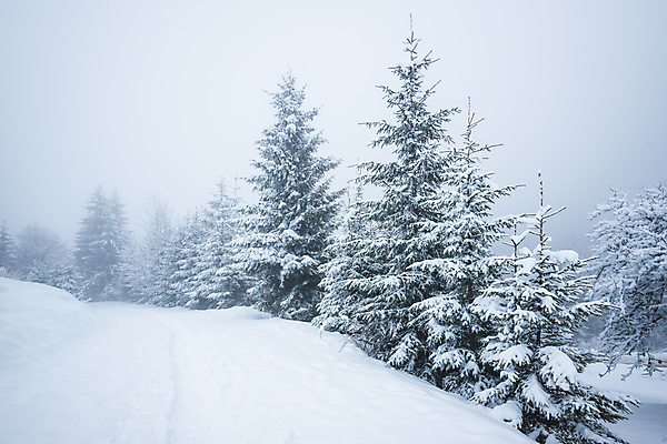 포토 JPG 해외이미지 나무 계절 유럽 여행 겨울 자연 날씨 휴가 산 파노라마 풍경 사람없음 야외 환경 계곡 냉동 얼음 하이킹 추위 흰색 시골 숲 큼 서리 북쪽 전나무 내추럴 산악지대 절정 제설기 폭설 눈내림 해외포토 자연요소 식물 나라 컬러 레저 눈_날씨 촬영기법 크기 자연재해 방향 생태계 제설 파일형식 이미지허브