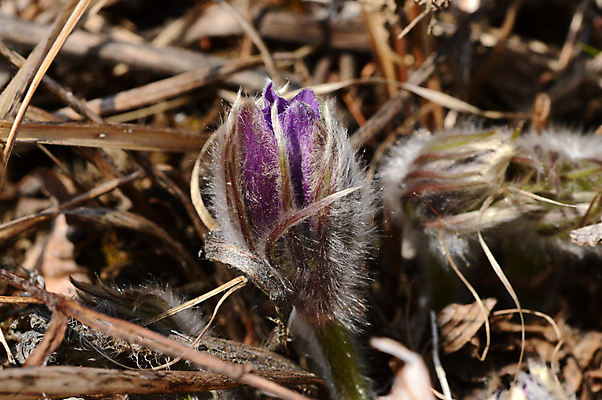 포토 JPG 해외이미지 식물 꽃 자연 사람없음 숲 그리너리 해외포토 생태계 파일형식 트랜드컬러 이미지허브