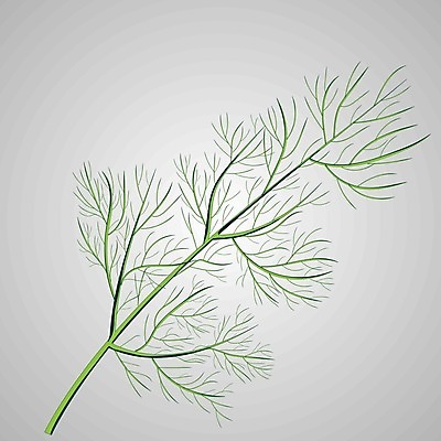EPS 해외이미지 나무 식물 1 전통 디자인 음식 줄기 백그라운드 잎 크리스마스 꽃무늬 농업 일러스트 자연 휴가 파슬리 요리 미술 초록색 흰색 나뭇가지 신선 고명 양념 정상 스케치 허브 향신료 유기농 향 고립 딜 엘리먼트 회향 해외일러스트 웰빙 기념일 꽃 산업 컬러 무늬 채소 문화예술 생태계 향미료 파일형식 벡터 이미지허브