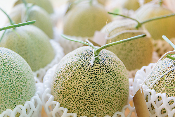 포토 JPG 해외이미지 나무 식물 줄 음식 잎 밭 농업 채소 과일 태국 자연 수박 실내 건강 사람없음 야외 초록색 농장 농경지 환경 정원 일본 수확 성장 신선 그물 달콤 멜론 유기농 원예 날것 내추럴 밭일 숙성 온실 줄서기 해외포토 웰빙 산업 아시아 컬러 모션 취미 내부 맛 생태계 파일형식 이미지허브