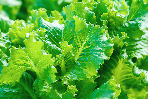 포토 JPG 해외이미지 식물 계절 음식 백그라운드 잎 농업 채소 건강 사람없음 초록색 햇빛 정원 맑음 샐러드 성장 신선 닫기 정상 상추 모피 에코 유기농 원예 질감 내추럴 채소밭 채식주의자 많음 그리너리 세련 해외포토 웰빙 산업 컬러 컨셉 밭 모션 날씨 취미 태양 환경 채식 파일형식 트랜드컬러 이미지허브