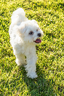 포토 JPG 해외이미지 동물 행복 새끼 백그라운드 장난 포유류 자연 놀이 잔디 사람없음 야외 초록색 여름 반려동물 흰색 개 강아지 작음 송곳니 기르기 순종 해외포토 식물 계절 감정 컬러 치아 크기 왕 생태계 돌봄 파일형식 이미지허브