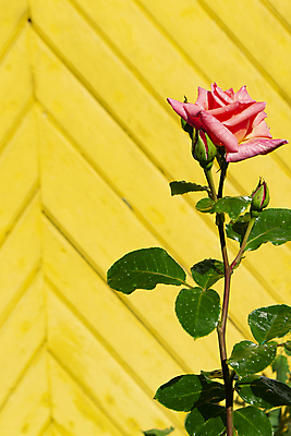 포토 JPG 해외이미지 식물 디자인 계절 공원 꽃잎 꽃 줄기 분홍색 꽃다발 결혼 백그라운드 꽃무늬 자연 휴가 종류 선물 사랑 사람없음 목재 장식 세로 울타리 장미 노란색 우주 마을 정원 맑음 검은색 벚꽃 흰색 신용카드 개화 널 꽃가루 꽃수술 영원 화창 해외포토 나무 공공시설 감정 컬러 무늬 재료 날씨 이벤트 금융 담장 가루 생태계 파일형식 이미지허브