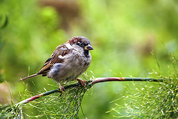 포토 JPG 해외이미지 나무 동물 공원 남자 유럽 야생동물 백그라운드 겨울 날개 노래 자연 조류 영국 서기 앉기 사람없음 야외 목재 가로 컬러풀 정원 나뭇가지 시골 닫기 숲 깃털 부리 참새 고립 동물상 삼림지대 해외포토 식물 계절 공공시설 나라 음악 컬러 재료 모션 사람 조형물 생태계 파일형식 이미지허브