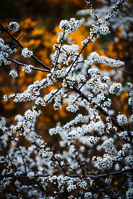 포토 JPG 해외이미지 식물 꽃잎 꽃 종이 곤충 잎 밭 자연 날씨 사람없음 초록색 여름 파란색 컬러풀 햇빛 노란색 새싹 환경 보라색 봄 흰색 시골 개화 그룹 숲 서식지 내추럴 삼림지대 영원 해외포토 동물 계절 컬러 농업 태양 생태계 파일형식 이미지허브