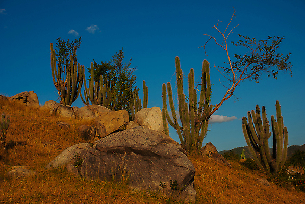 포토 JPG 해외이미지 나무 식물 계절 꽃 행복 여행 백그라운드 잎 겨울 패턴 자연 휴가 선인장 씨앗 풍경 사람없음 장식 초록색 여름 새싹 정원 봄 사막 성장 가을 시골 신선 개화 가시 결합 큐브 묘사 질감 심플 쿠바 내추럴 해외포토 감정 컬러 무늬 중앙아메리카 생태계 파일형식 이미지허브