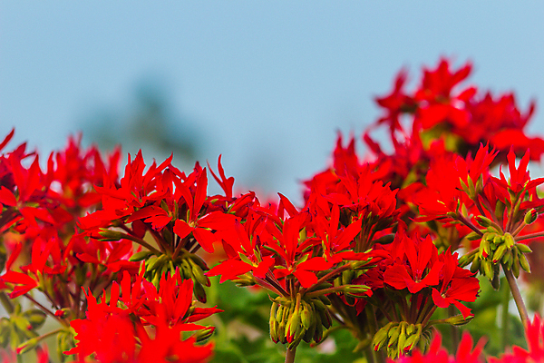 포토 JPG 해외이미지 식물 꽃잎 꽃 분홍색 꽃다발 백그라운드 잎 꽃무늬 자연 사람없음 야외 장식 빨간색 초록색 여름 컬러풀 정원 보라색 봄 활발 벚꽃 신선 개화 원예 화단 아이비 내추럴 제라늄 해외포토 계절 컬러 컨셉 무늬 취미 생태계 파일형식 이미지허브