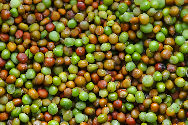 포토 JPG 해외이미지 식물 백그라운드 농업 채소 자연 건조 건강 씨앗 사람없음 빨간색 초록색 정원 일본 활발 촉촉함 아기 신선 닫기 상추 낟알 원예 질감 리빙 건강식 유지 내추럴 정물화 케일 카피스페이스 해외포토 산업 아시아 음식 컬러 컨셉 모션 사람 취미 공백 젖음 그림 생태계 파일형식 이미지허브