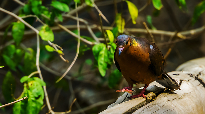 포토 JPG 해외이미지 동물 여자 남자 얼굴 섬 조류 멕시코 종류 성인 사람없음 반려동물 컬러풀 갈색 머리 미국 회색 깃털 비둘기 새장 멸종 보유 인기 캡모자 특별함 해외포토 모자_잡화 컬러 컨셉 북아메리카 사람 신체부위 케이지 파일형식 이미지허브