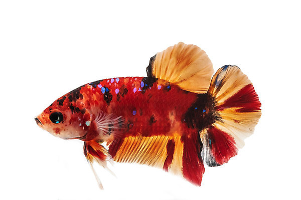 포토 JPG 해외이미지 동물 파도 백그라운드 이동 오렌지 모션 태국 자연 벽지 불 어류 미술 사람없음 장식 물 파란색 반려동물 컬러풀 검은색 수중 수영 희망 힘 흰색 고급 우아함 꼬리 싸움 지느러미 수족관 강렬 고립 공격적 멀티 이국적 해외포토 자연요소 감정 아시아 바다 컬러 컨셉 과일 문화예술 수중동물 수상스포츠 생태계 파일형식 이미지허브