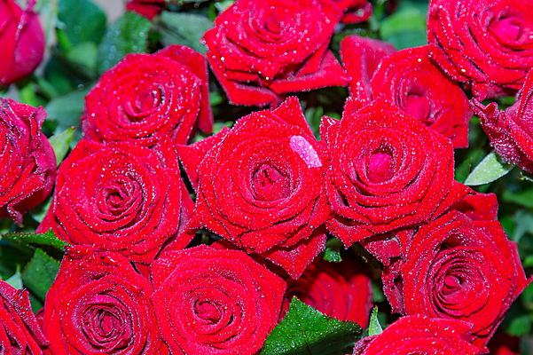 포토 JPG 해외이미지 식물 계절 기념일 꽃 줄기 꽃다발 백그라운드 꽃무늬 자연 휴가 선물 사람없음 장식 빨간색 컬러풀 장미 새싹 축제 봄 벚꽃 나뭇가지 인사 신선 생일 개화 닫기 다발 배열 내추럴 해외포토 나무 컬러 무늬 모션 이벤트 예절 생태계 파일형식 이미지허브