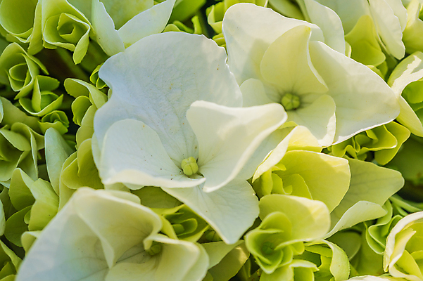 포토 JPG 해외이미지 식물 꽃잎 꽃 포스터 결혼 백그라운드 꽃무늬 자연 사람없음 야외 가로 여름 정원 벚꽃 흰색 신선 신용카드 원예 질감 엽서 부드러움 수국 해외포토 계절 컬러 무늬 이벤트 취미 금융 감각 편지 생태계 파일형식 이미지허브