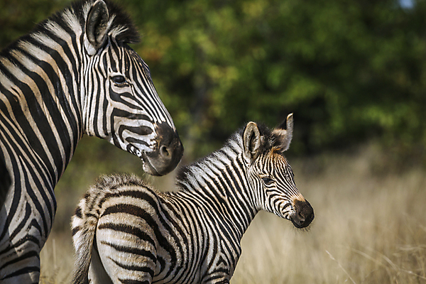 포토 JPG 해외이미지 동물 여자 야생동물 새끼 2 포유류 아프리카 청소년 자연 엄마 국립공원 사람없음 가로 관광지 머리 황무지 보호 사파리 얼룩말 송아지 남아프리카 보츠와나 보호구역 해외포토 공원 나라 여행 컨셉 가족 사람 신체부위 말_동물 소 생태계 구역 파일형식 이미지허브