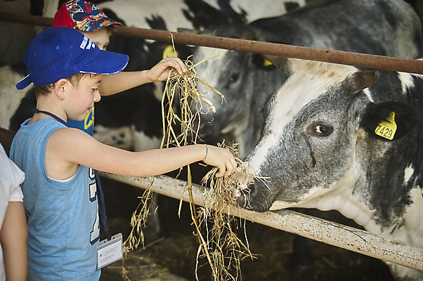 포토 JPG 해외이미지 동물 백인 계절 행복 어린이 백그라운드 농업 가족 자연 놀이 사람 소년 사람없음 야외 초록색 여름 친구 농장 정원 가축 가을 시골 아기 소 작음 걸음마 해외포토 서양인 남자 감정 산업 컬러 포유류 관계 모션 크기 생태계 파일형식 이미지허브