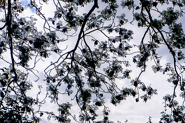 포토 JPG 해외이미지 나무 식물 계절 백그라운드 잎 자연 하늘 프레임 사람없음 야외 초록색 여름 파란색 태양 우주 환경 봄 성장 나뭇가지 질감 그리너리 해외포토 자연요소 컬러 생태계 파일형식 트랜드컬러 이미지허브