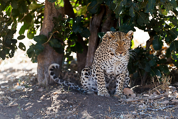 포토 JPG 해외이미지 나무 동물 1 응시 얼굴 야생동물 포유류 아프리카 자연 털 사람없음 야외 가로 고양이 사막 점 황무지 위험 큼 사파리 사냥 육식동물 위치 사냥꾼 표범 남쪽 내추럴 나미비아 남아프리카 보츠와나 웅장함 이국적 칼라하리 포식 힘찬 해외포토 식물 직업 시선 나라 컨셉 신체부위 반려동물 크기 방향 생태계 파일형식 이미지허브