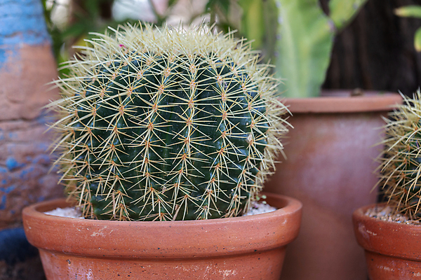 포토 JPG 해외이미지 모양 나무 식물 계절 꽃 백그라운드 잎 꽃무늬 패턴 자연 선인장 주택 사람없음 장식 초록색 컬러풀 정원 사막 수확 성장 벚꽃 신선 뜨거움 그룹 우아함 냄비 정상 원예 질감 조경 내추럴 알로에 해외포토 컬러 컨셉 무늬 농업 취미 건물 솥 생태계 파일형식 이미지허브