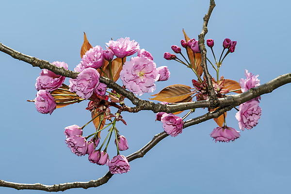 포토 JPG 해외이미지 나무 식물 계절 꽃잎 꽃 분홍색 결혼 백그라운드 잎 꽃무늬 패턴 자연 발렌타인데이 사랑 사람없음 초록색 여름 컬러풀 장미 정원 일본 봄 벚꽃 흰색 나뭇가지 인사 신선 개화 체리 떨어짐 보케 내추럴 파스텔톤 해외포토 감정 아시아 컬러 컨셉 무늬 과일 데이이벤트 이벤트 예절 생태계 파일형식 이미지허브