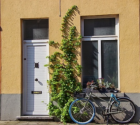 포토 JPG 해외이미지 식물 사람없음 문 아이비 화창 해외포토 날씨 파일형식 이미지허브
